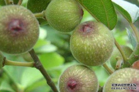 无花果快速生根法