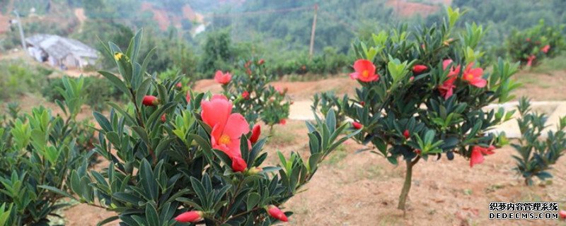 杜鹃红山茶花的养殖方法和注意事项