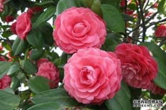 茶花春天可以移栽吗