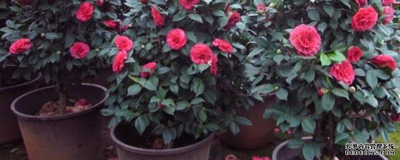 茶花春天可以移栽吗