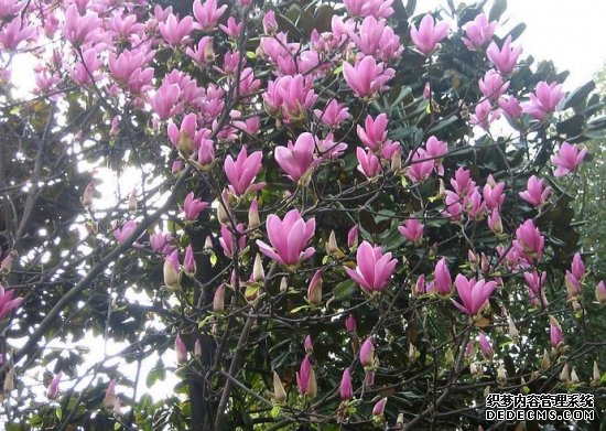 玉兰花