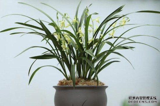 兰花耐寒多少度