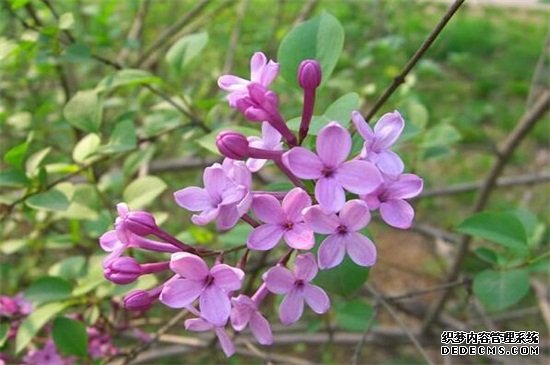 丁香花的寓意与象征