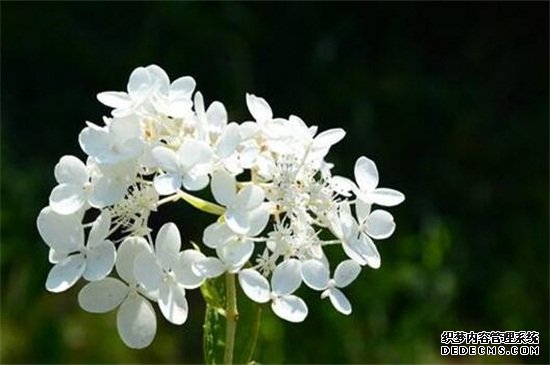 丁香花的寓意与象征
