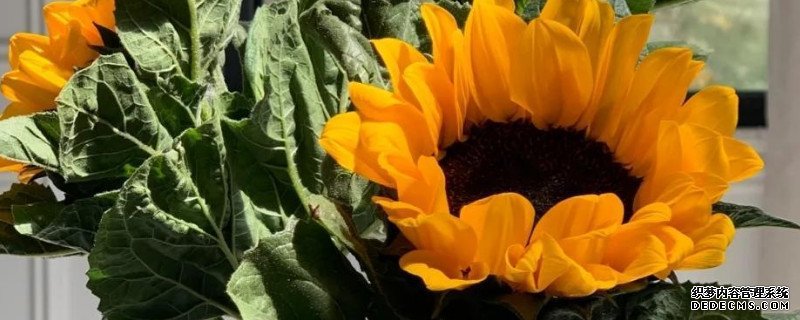 太阳花寓意和象征