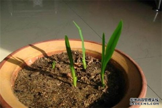 香雪兰12月种可以吗，可以但在温室中进行为宜