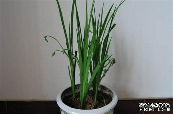 香雪兰12月种可以吗，可以但在温室中进行为宜