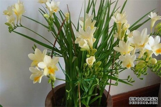 香雪兰12月种可以吗，可以但在温室中进行为宜