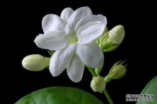 苿莉怎么养才能多生枝