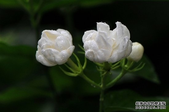 苿莉怎么养才能多生枝