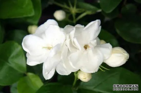 苿莉怎么养才能多生枝