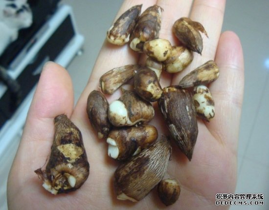 香雪兰球茎