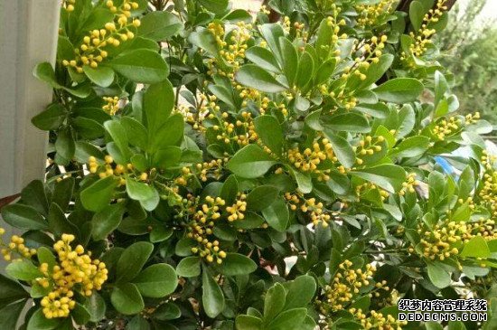 米兰的花像什么成串