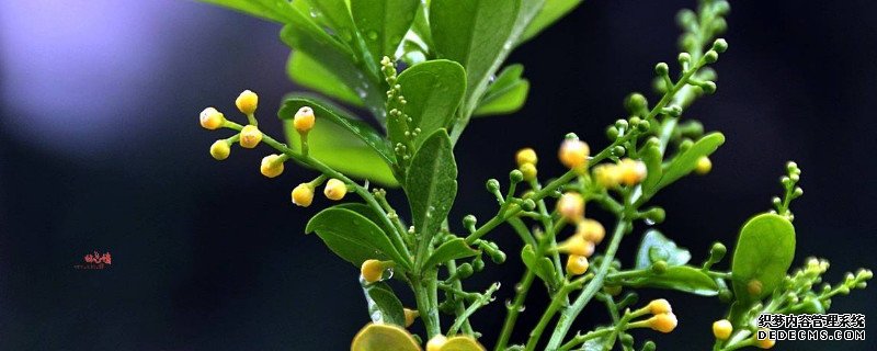 米兰的花像什么成串