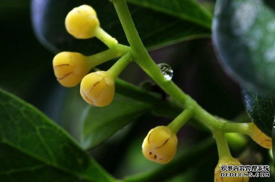 米兰的花像什么成串