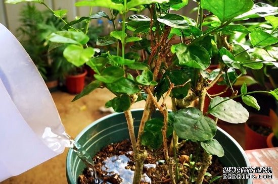 茉莉花夏天几天浇一次水