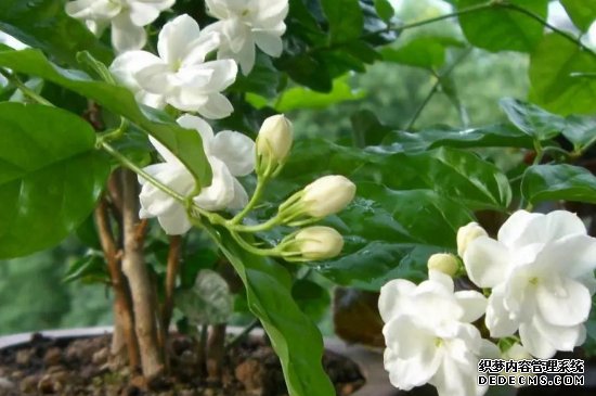 茉莉花夏天几天浇一次水