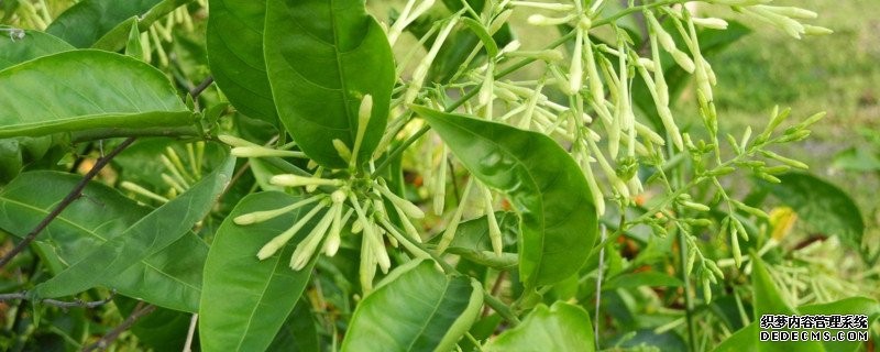 夜来香的特点