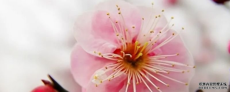 梅花和桃花的花瓣形状区别