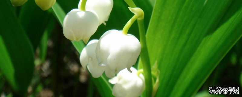 铃兰盆栽能活多久
