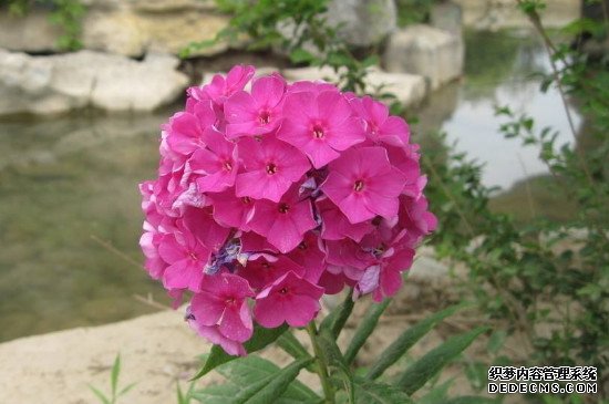 臭绣球花有毒吗 适合在室内养吗