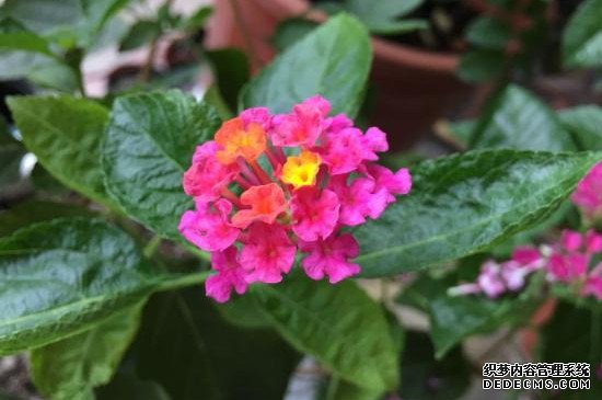 臭绣球花有毒吗 适合在室内养吗