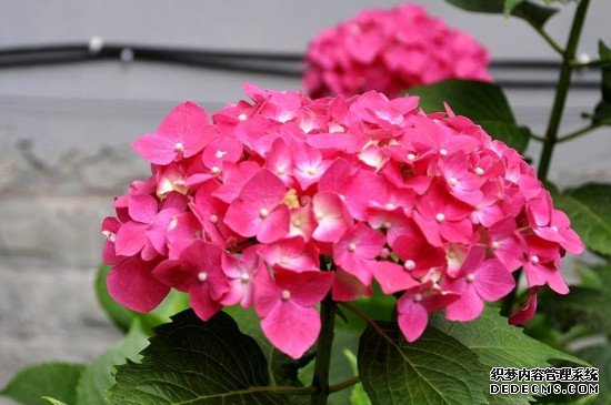 臭绣球花有毒吗 适合在室内养吗