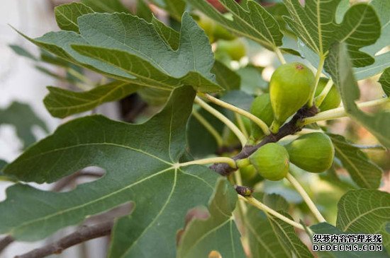 无花果5月份可以扦插吗