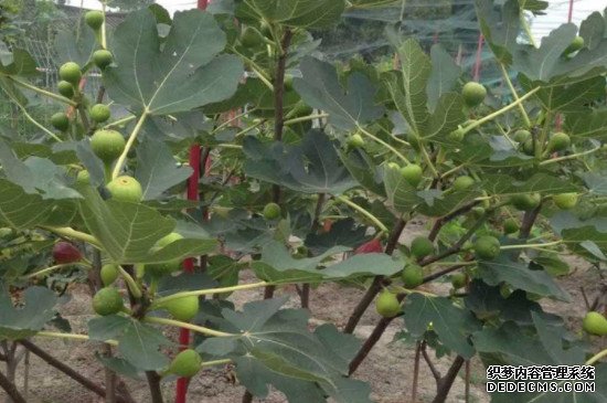 无花果5月份可以扦插吗