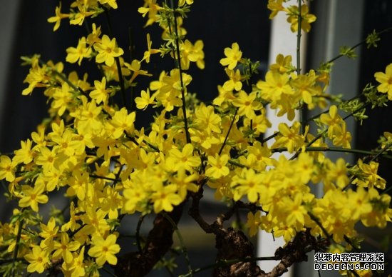 迎春花的介绍