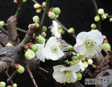 梅花