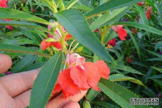 凤仙花种子可以水培吗
