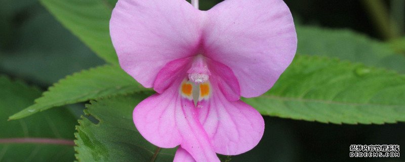 凤仙花种子可以水培吗