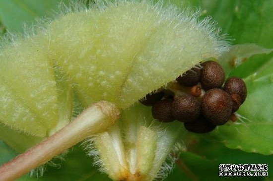 凤仙花种子可以水培吗