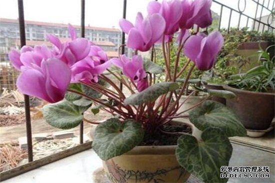 仙客来不开花怎么办