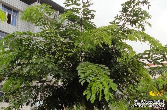 紫檀盆景的养殖方法和注意事项