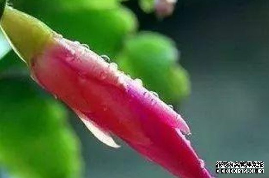 蟹爪兰花苞很小就干了