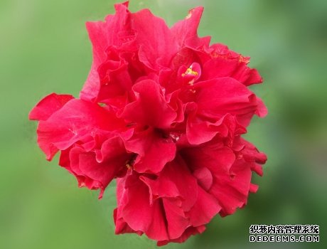 红艳的扶桑花