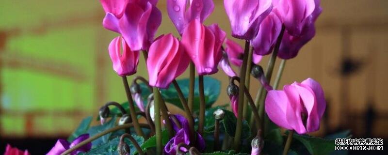 仙客来花叶倒下怎么办