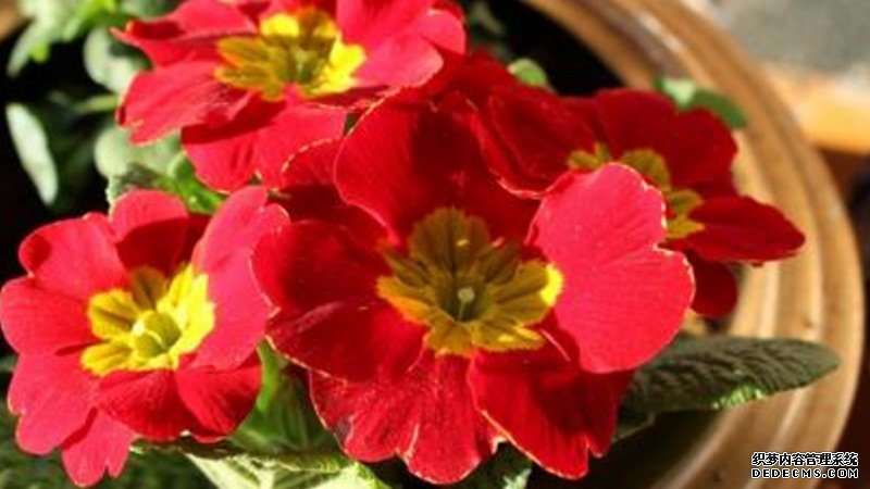 报春花怎么养