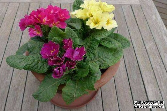 报春花怎么养