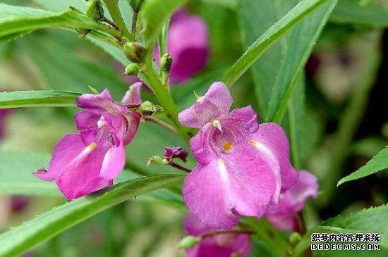 凤仙花由哪几部分组成