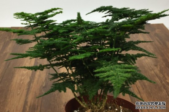 如何修剪文竹