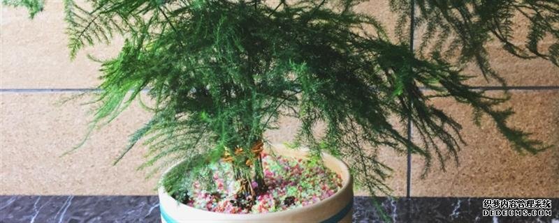 如何修剪文竹