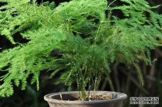 文竹的叶子变黄了是什么原因
