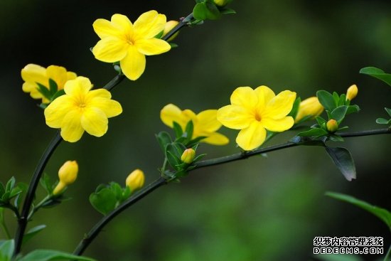 迎春花