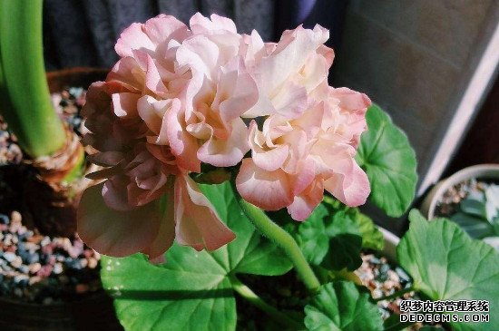 天竺葵花苞变黄,掉落是怎么回事