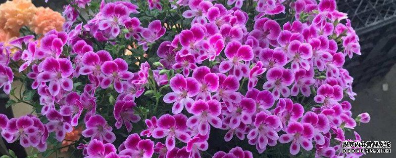 天竺葵花苞变黄,掉落是怎么回事