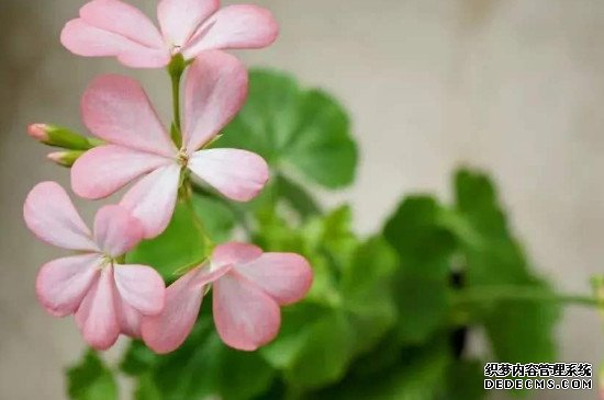 天竺葵花苞变黄,掉落是怎么回事