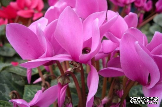 仙客来花茎发蔫弯下来，可减少浇水追施磷钾肥